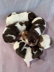Five Schnoodle Puppies for Sale, Ready June, 2022!
